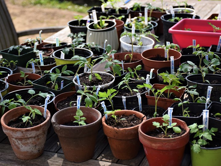 Copy of Balkonien: Gartenlust statt Gartenfrust - auch ohne Garten